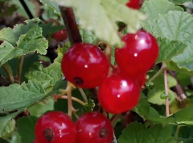 Montero De La Concha Esles